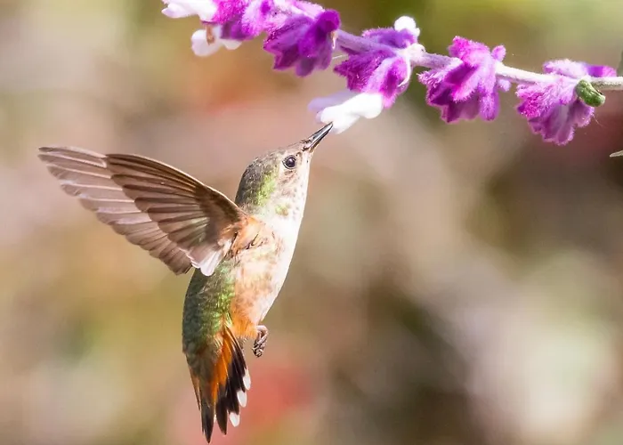 Hummingbird Retreat - Luxury Oceanview Apt, 7-minute Walk To Ocho Ríos