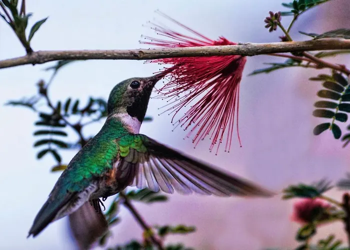 Hummingbird Retreat - Luxury Oceanview Apt, 7-minute Walk To Apartamento Ocho Ríos